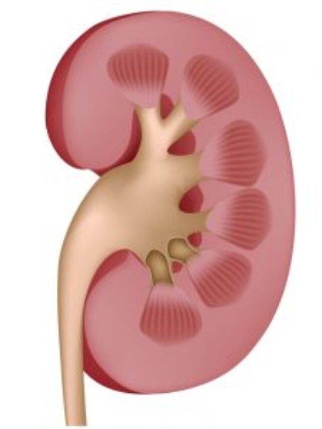 Kidney