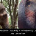 Madhuri Elephant