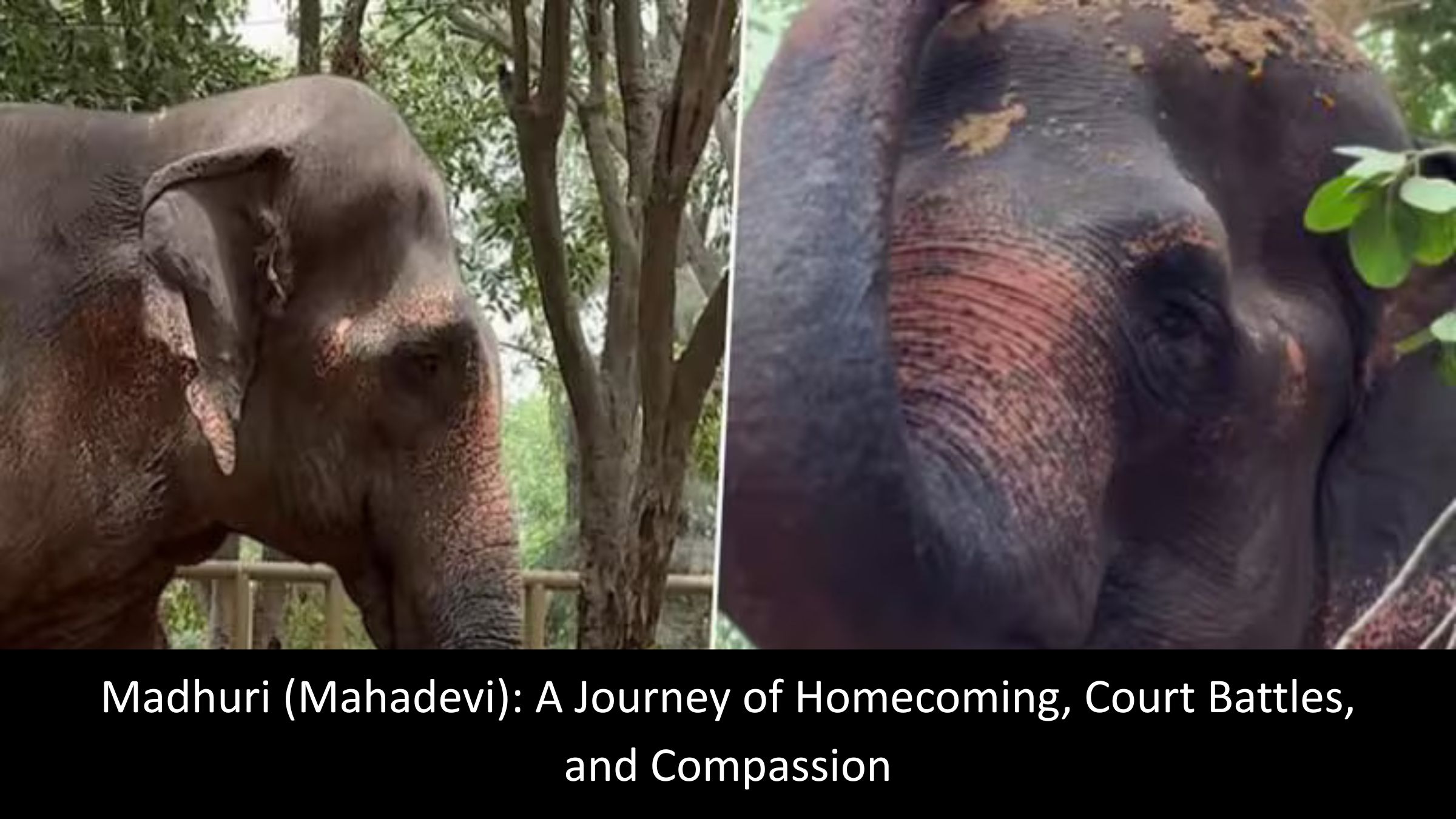 Madhuri Elephant